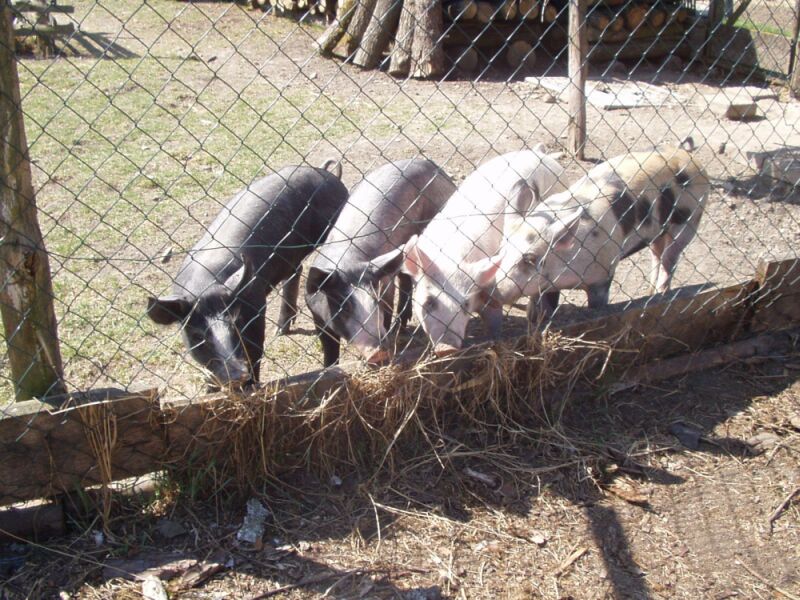 Freilandschweine